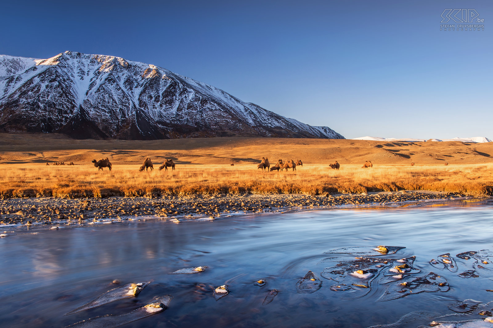 Altai Tavan Bogd - Sunrise - Camels A very cold morning in Altai Tavan Bogd national park. I woke up early before sunrise to make some long exposure shots of the river and the drifting ice. There was also a herd of bactrian camels owned by the Tuvan nomads who live in this region. So I decided to make two photos; one long exposure shot with my ND filter and a photo with a short exposure to get the camels sharp. At home I combined both photos and this is the result. Stefan Cruysberghs